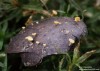 voskovička žaludová (Houby), Hymenoscyphus fructigenus (Fungi)